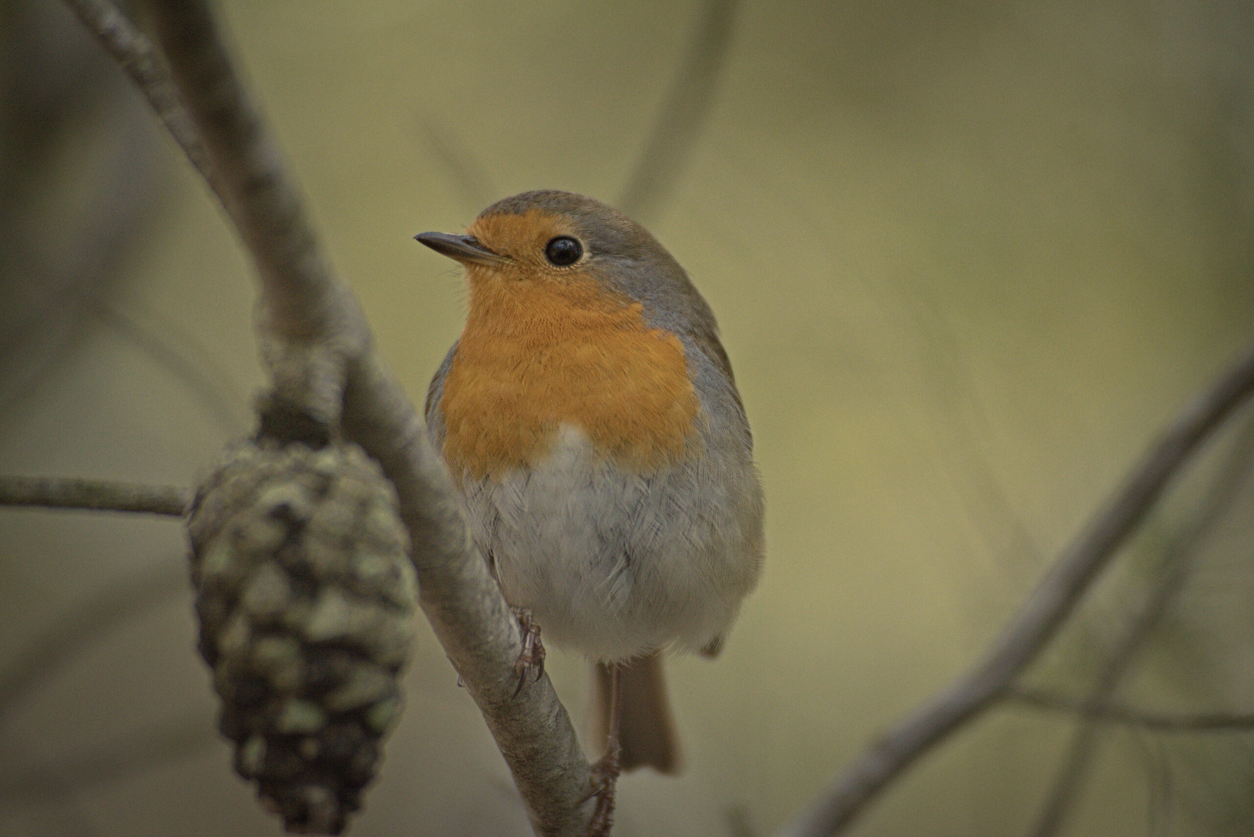 Cindy la mejor petirrojo