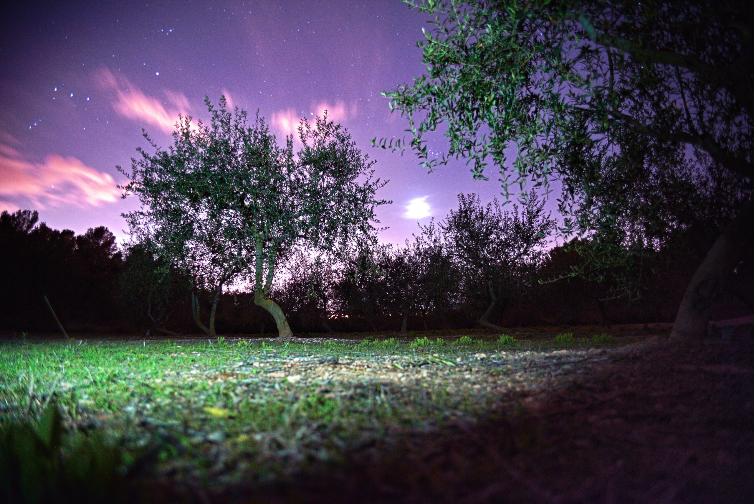 Moon between olive tree