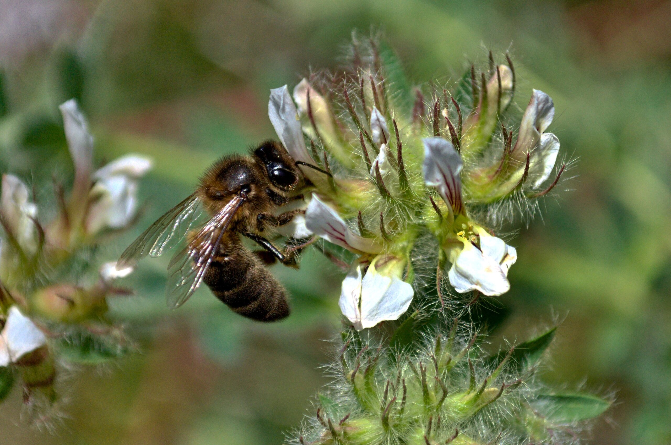 abeja-macro1-YKbEpXgVl5H6kb4p