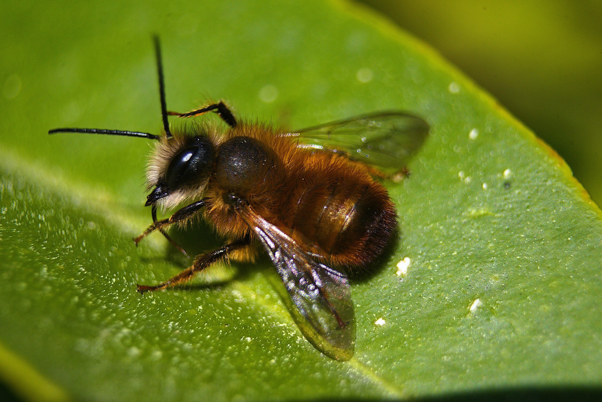 abeja-roja_web-mjEqy3kbk2ugy1E6