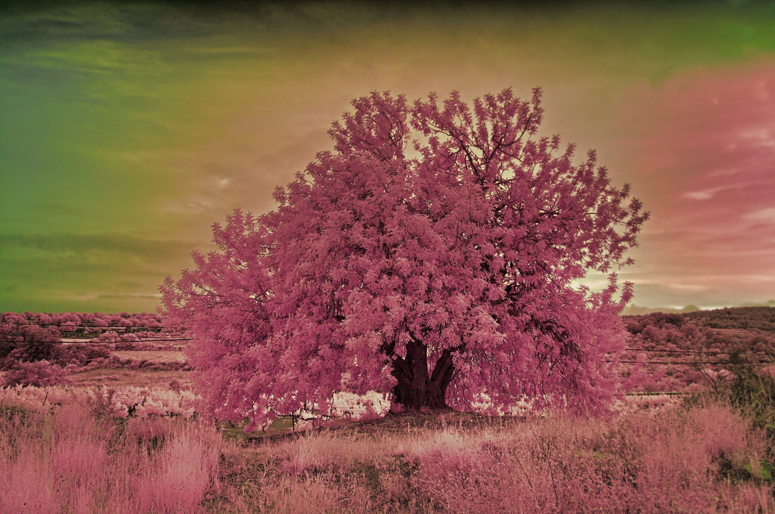 algarrobo-arte-rosa-verde_web-mk3qjDgvBRfqxje1