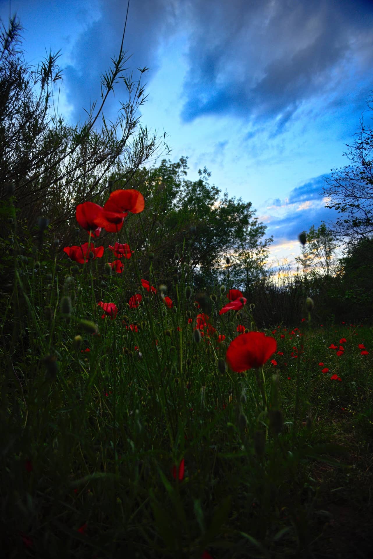 amapolas_web-YKbExEBnvvuZoVvj