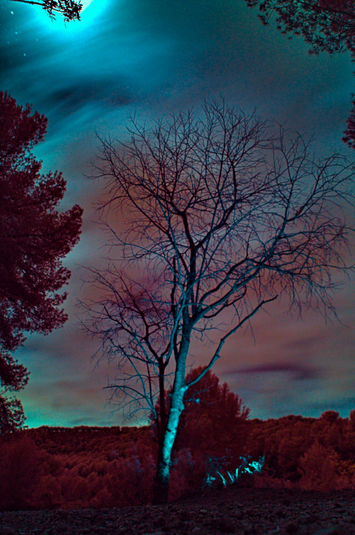 arbol-de-luz-noche-mv02e7e0ybTlRBok