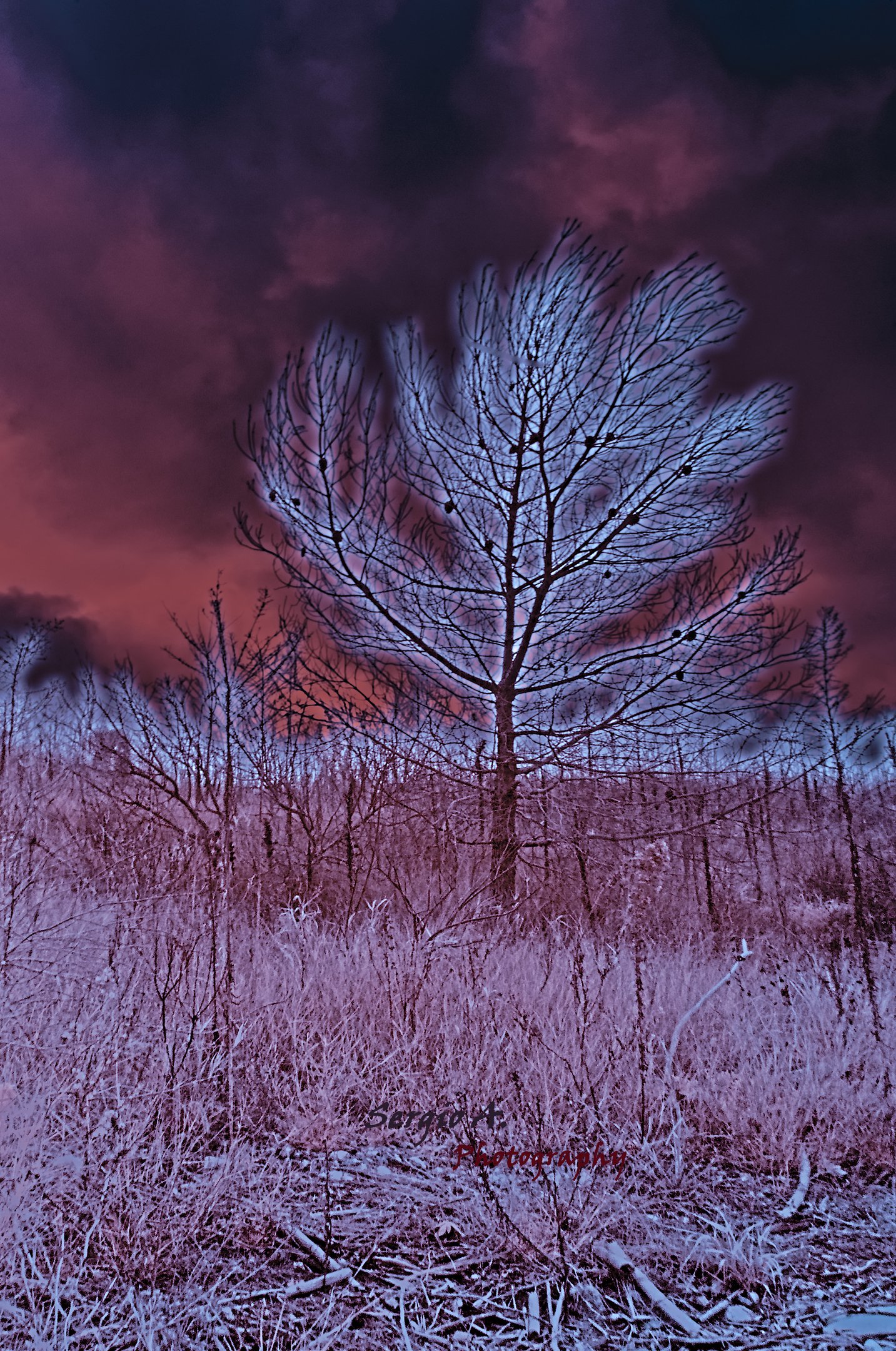 arbol-del-hares-YyvZn7now2haqVJm