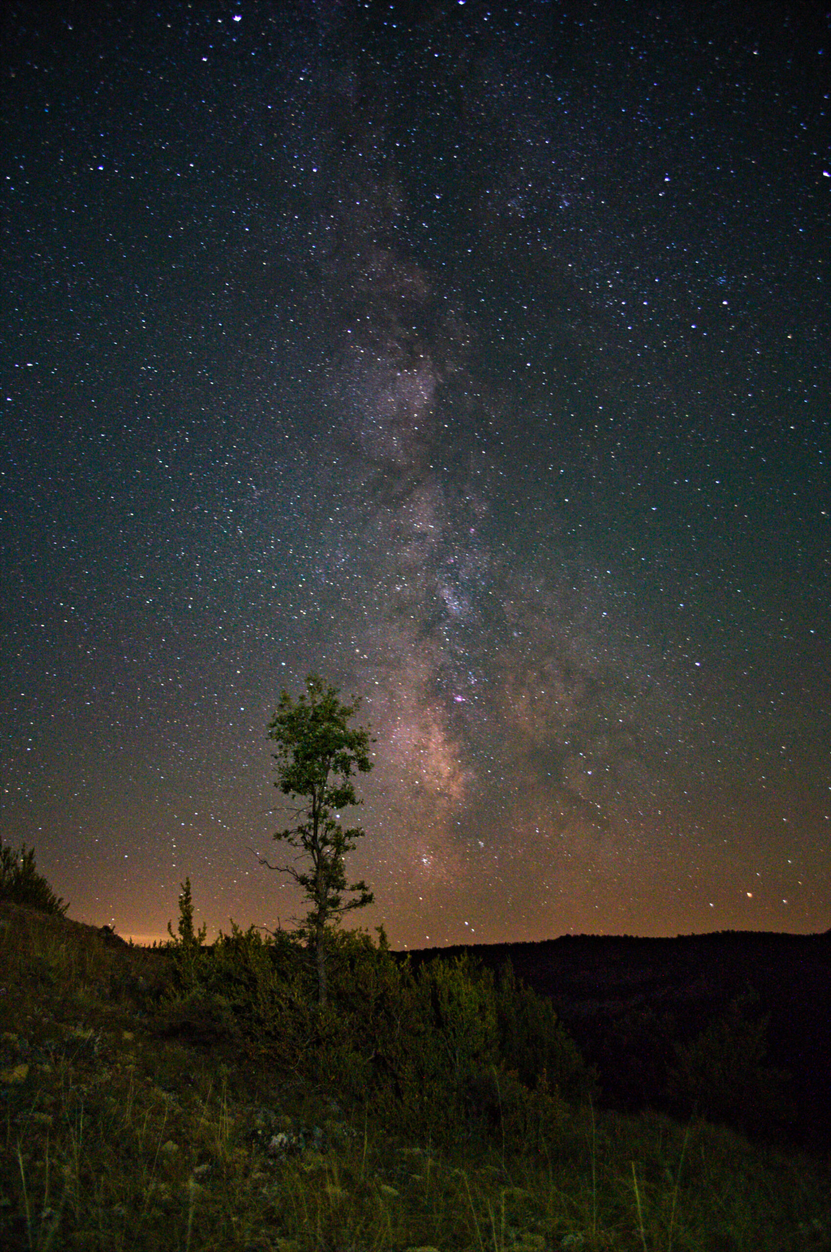 arbol pequeño via lac1