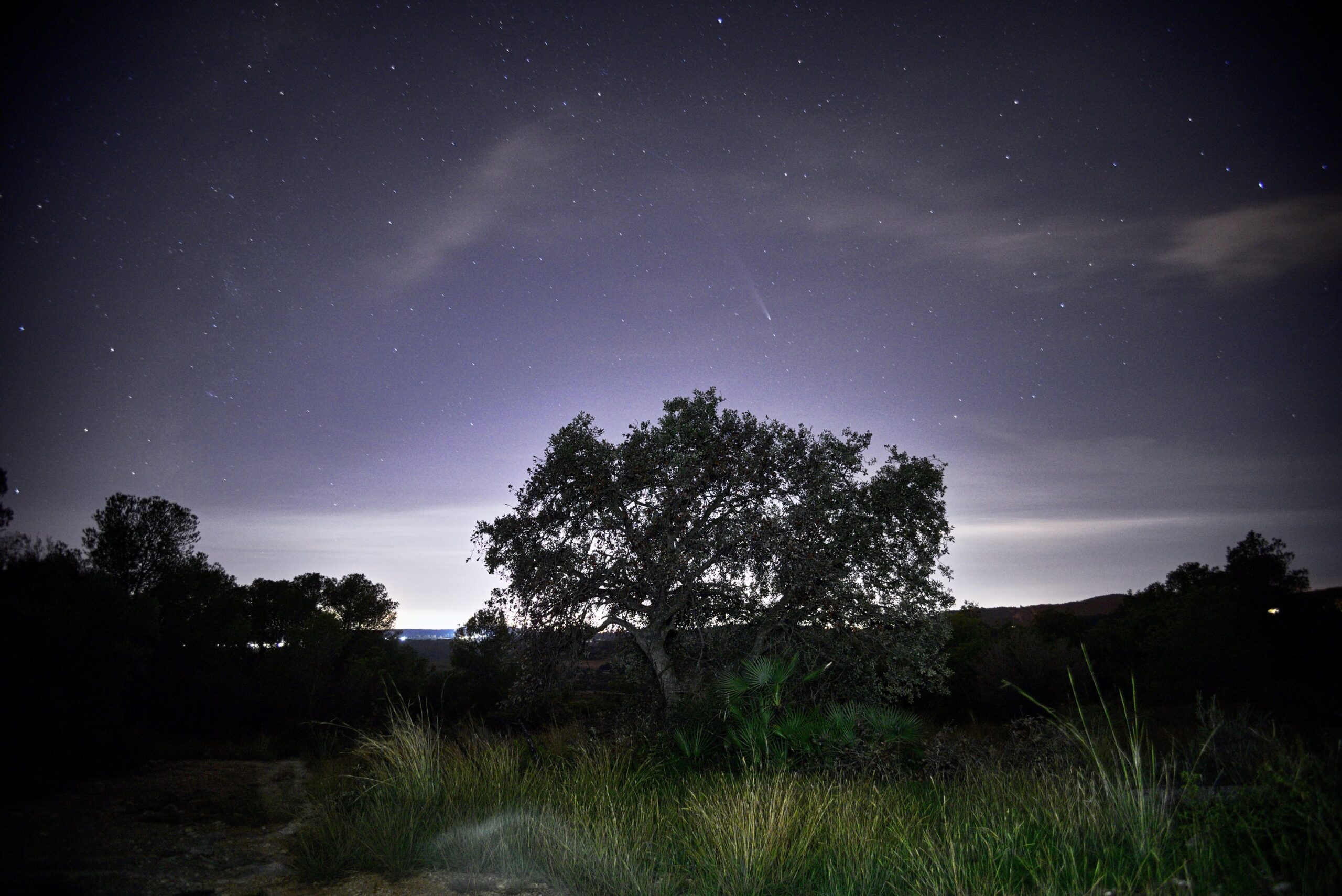 c2023-_20_10_arbol_lanou_web-mePbB8kV6OH98XQ4