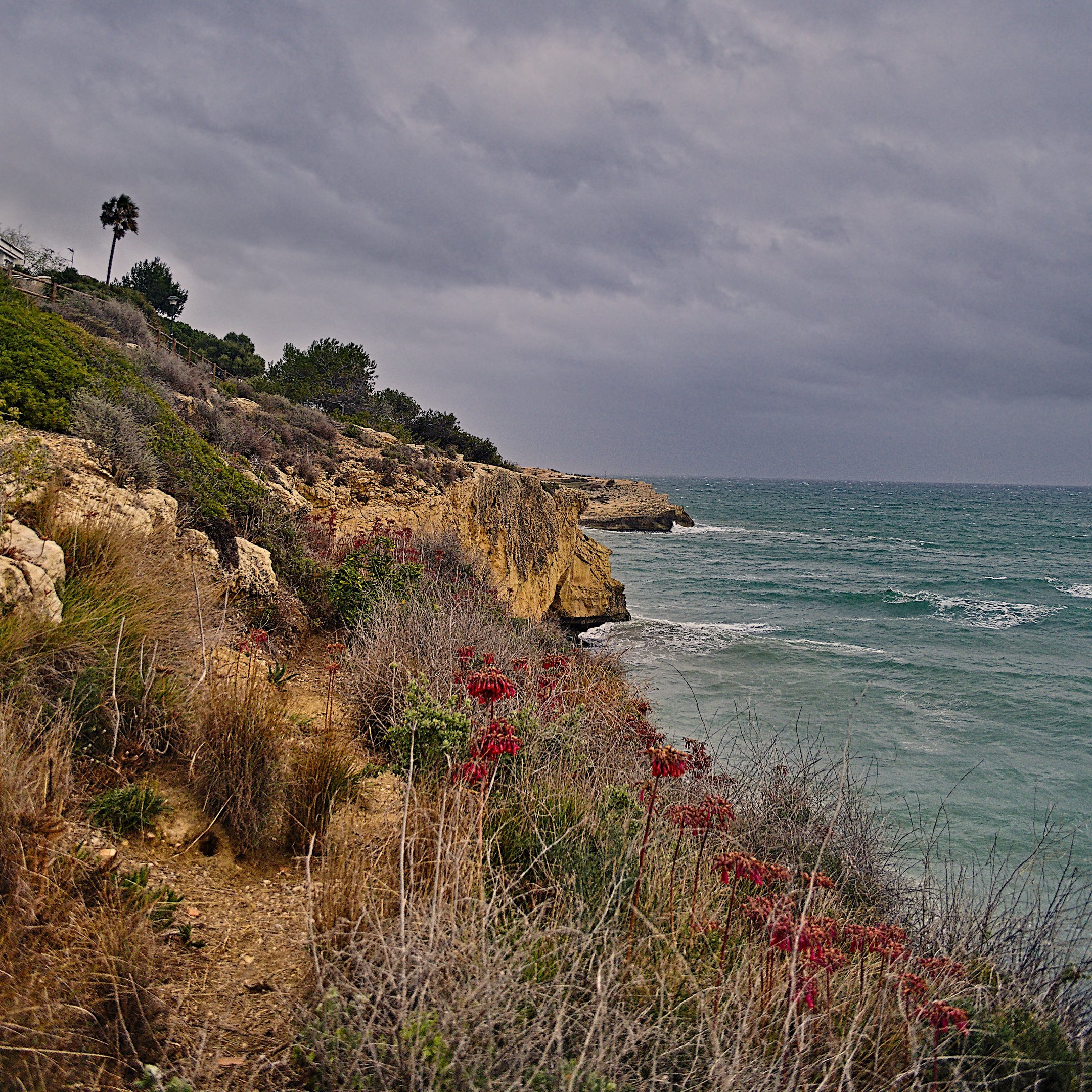 flores-acantilado-altafulla-sello_web-Yanqbobv5Rc3yo67