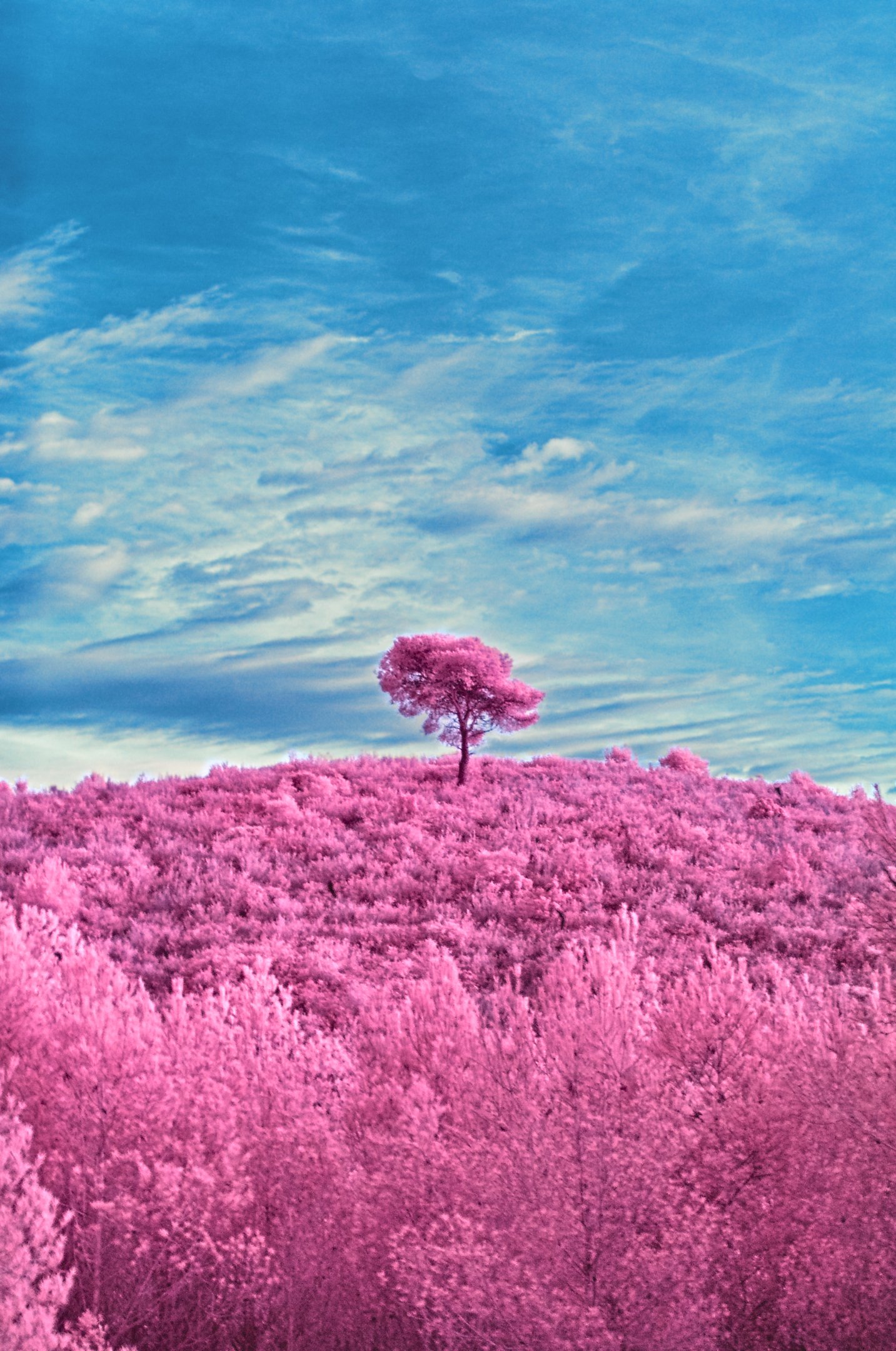 pini-solitario-ir-mp8qP9kMelCoPaRb