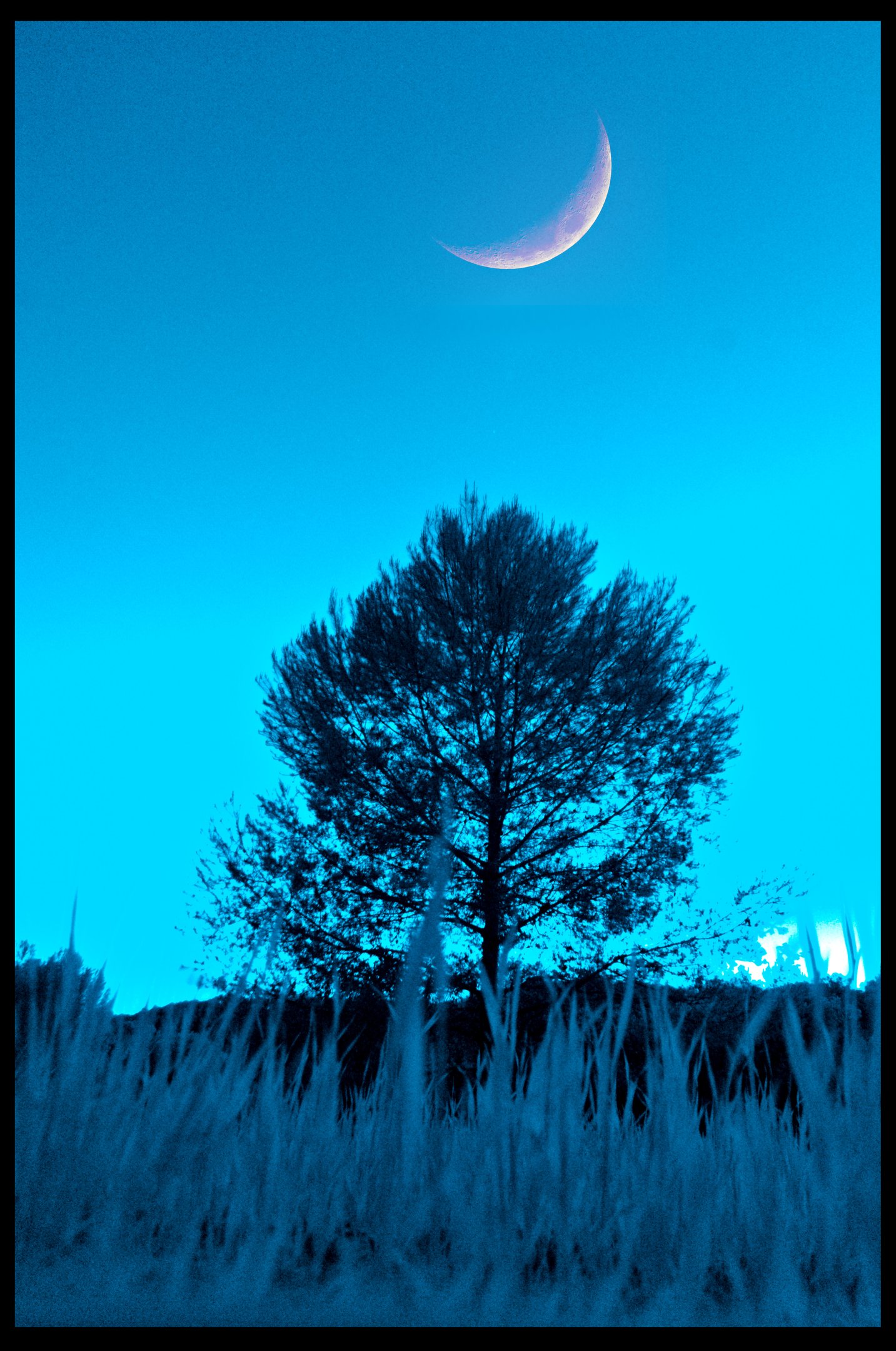 pino-de-hielo-YD0B94O43KfNpgKy