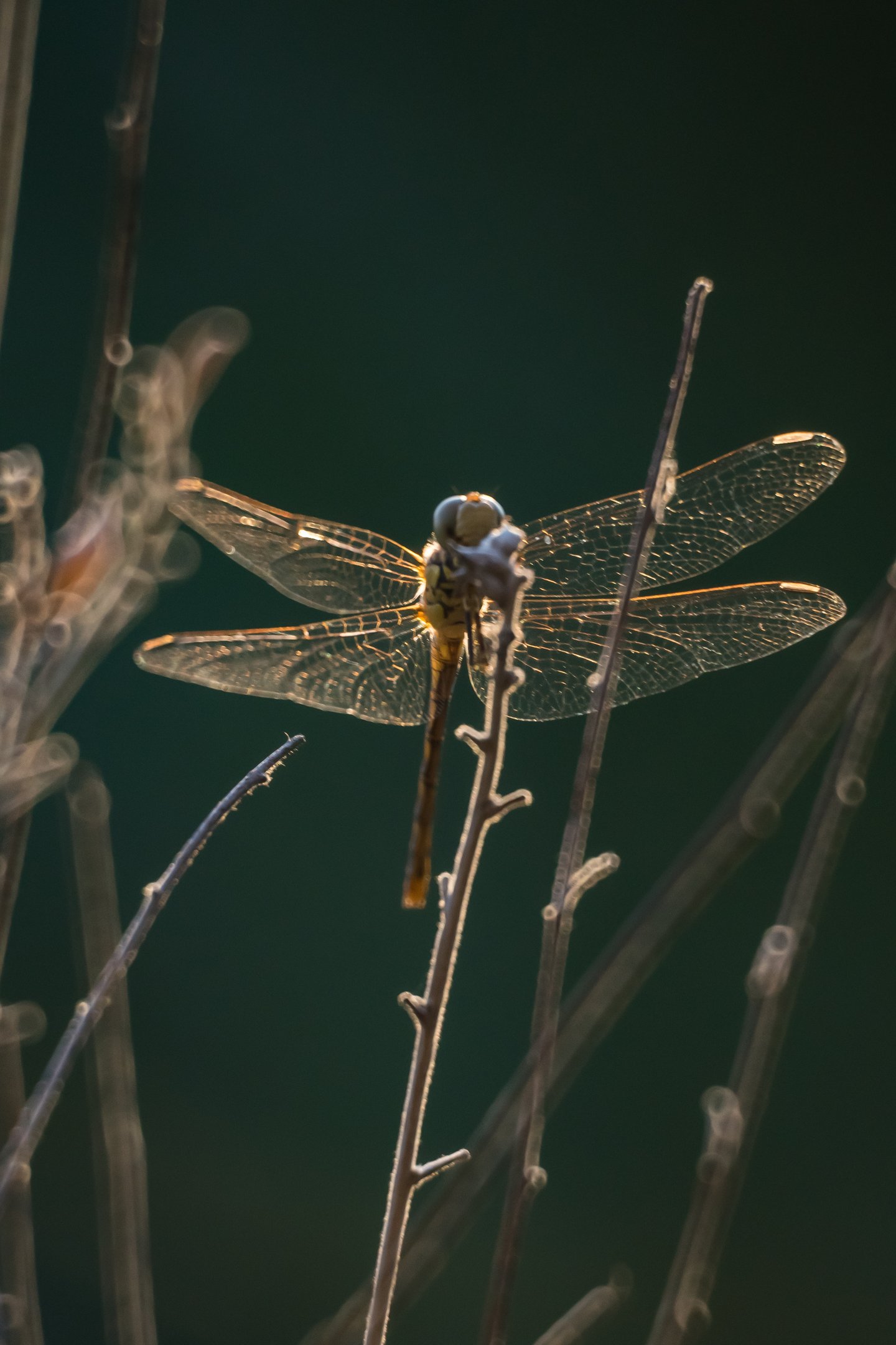 la naturaleza curiosa