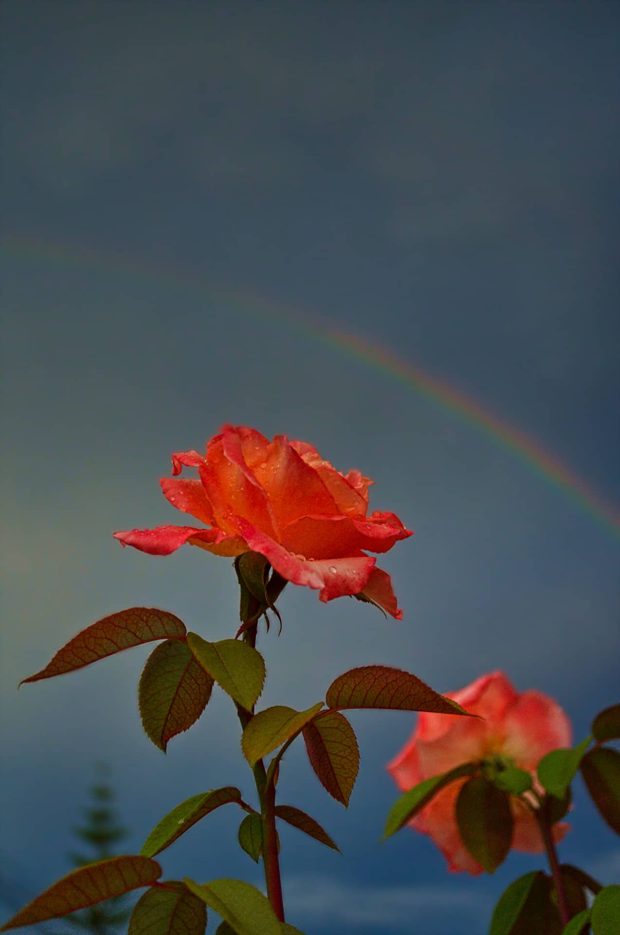 rosa arcoiris1